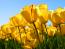 nravi's picture